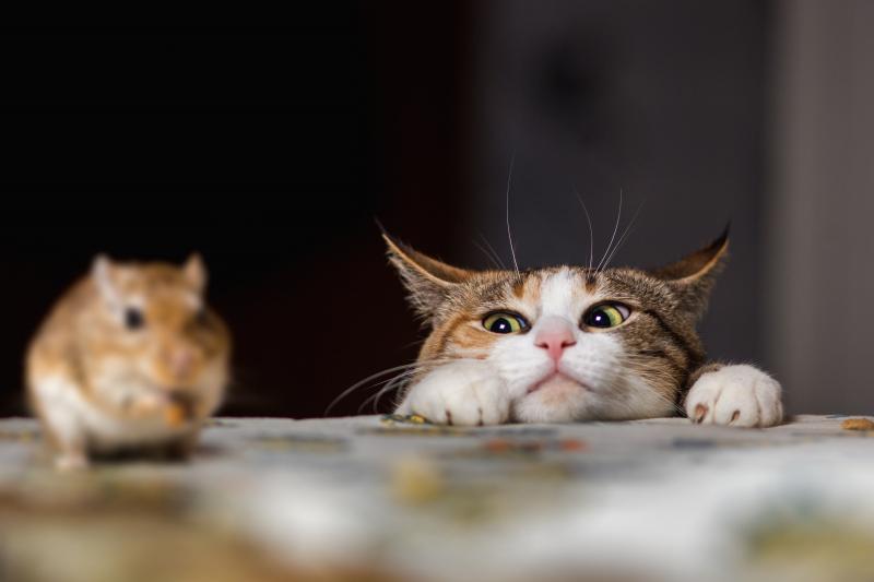 Katze schaut Maus an