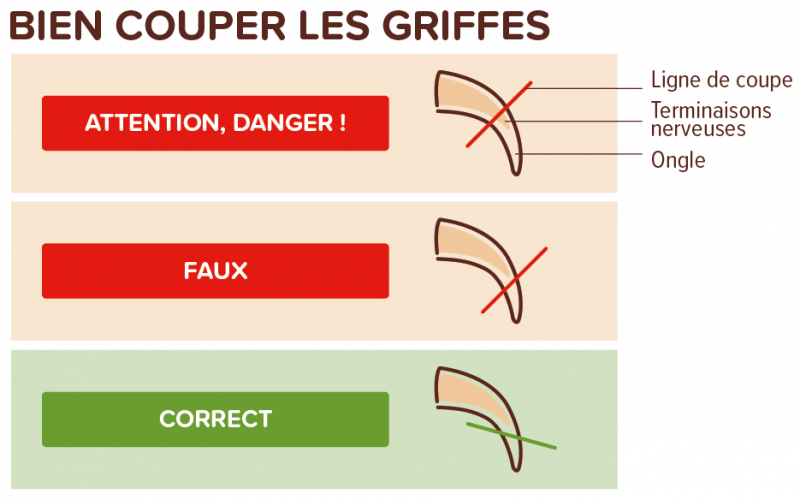 Bien couper les griffes