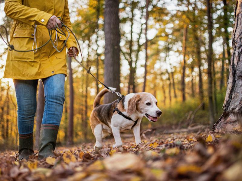 Waldspaziergang mit Hund